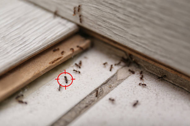 Best Wasp Removal Services  in Al Creek, CO