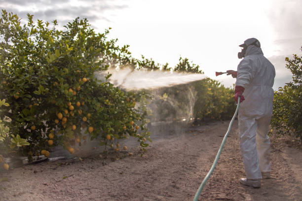 Wasp Removal Services in Coal Creek, CO