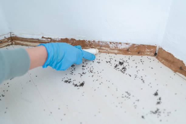 Best Rat Extermination Near Me  in Al Creek, CO